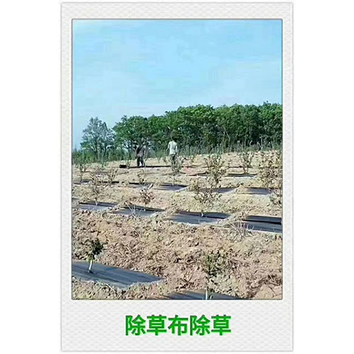 防草�?